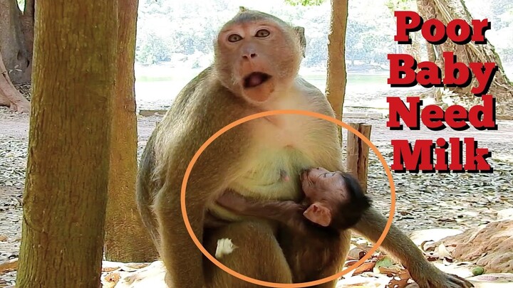 Poor Baby Monkey Need Milk​ To Make More Power, Adorable Baby Monkey Sucking Milk Very Much