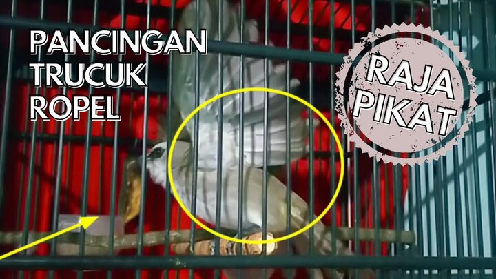 Trucukan Ropel Panjang Jernih Ampuh Memancing Trucukan Agar Rajin Bunyi