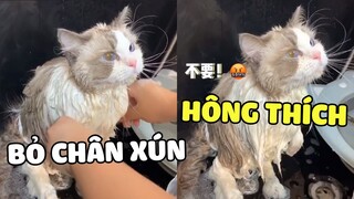 Có bé mèo tức giận từ bé đến lớn, cãi nhau với cả nhân viên tắm rửa 😂 | Pets TV