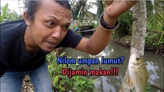 Mancing Ikan Nilem Pake Lumut || DIJAMIN STRIKE BROO!!!