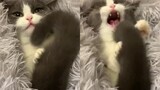 Những chú mèo xinh với tiếng kêu ngọt ngào và chiếc đuôi đầy lông