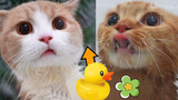 Cats' Reaction To Bathing