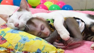 Lovely monkey Mino warmly sleep with cat