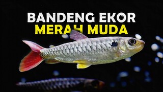 PINKTAIL CHLACEUS IKAN BANDENG AIR TAWAR KECIL BEREKOR PINK