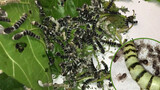 What Happens If You Put a Fat Silkworm among a Group of Spiders?