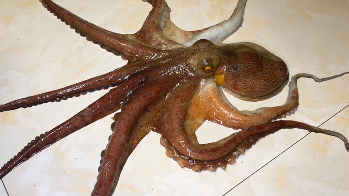 An octopus that has been kept for 6 months climbed out of the fish tank for two days in a row and pl