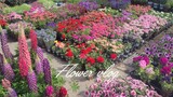 봄꽃 구경 vlogㅣ서오릉 화훼단지ㅣ일산 호수공원 플라워마켓/꽃시장 브이로그ㅣFlower Maket