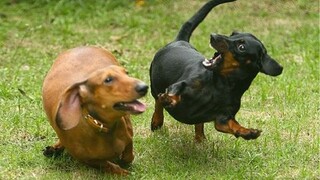 Funniest Dogs Video!