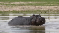 Amazing Scene of Wild Animals In 4K - Scenic Relaxation Film