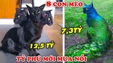 8 Con Mèo ĐẮT NHẤT Thế Giới Chỉ Dành Cho Tỷ Phú Nuôi
