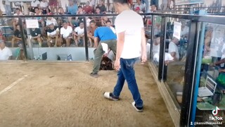 2cock dervy katulinan baliwag 2nd fight..