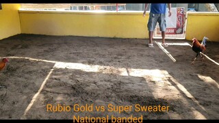Rubio Gold vs Super Sweater Getting ready for national derby