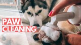 Cleaning My Husky's Paws