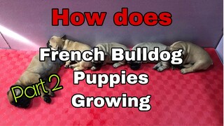 Part 2 | How does the French bulldog puppy growing | day 1 to 6 mos.