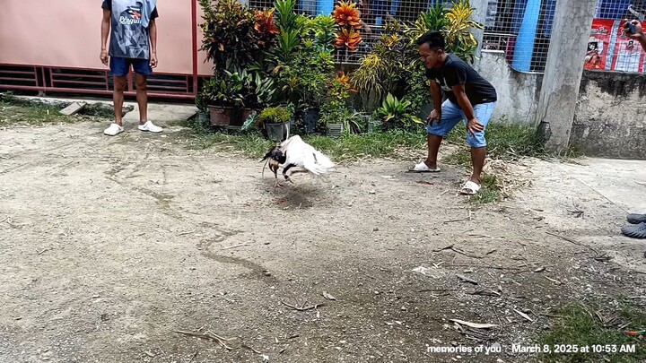 malakas na manok hanggang sa huling patak ng dugo