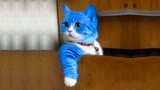 Funniest Cats of TikTok ✪ Funny and Cute Cats