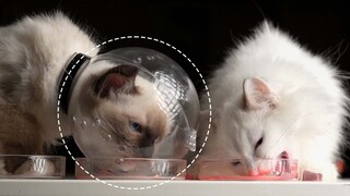 [Animals]]Cute and funny moments of hungry cats 