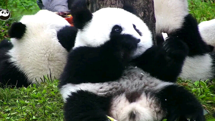 [Panda Qiao Bao Bao] Chubby & Sweet