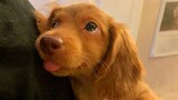 55 Delightful And Funny Animal Videos For You To Enjoy