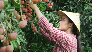 Summer Delicacy ~ Make a Feast with Litchi