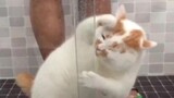 [Hewan] Momen indah kucing 'serba bisa'