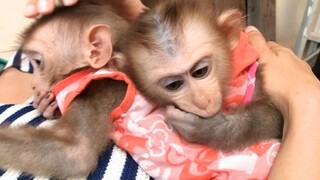 Sleepy Mino and Coconut monkeys after shower