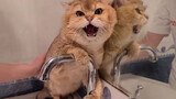 [Animal] A cat cursing while bathing!
