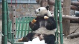 【大熊猫萌兰】么么儿吓到了，飞快上树