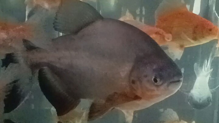 red belly pacu