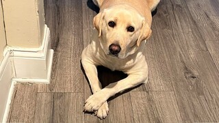 Only Labrador dogs could be this funny! Funniest Dog Video