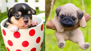 Beautiful Puppies Doing Funny Things #11 | Cute VN