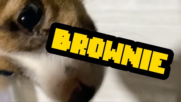 Brownie The Dog?