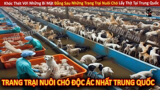 Khóc Thét Với Những Bí Mật Đằng Sau Những Trang Trại Nuôi Chó Lấy Thịt Tại Trung Quốc