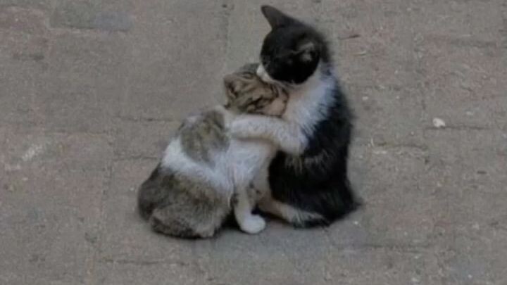 i ❤ u cat