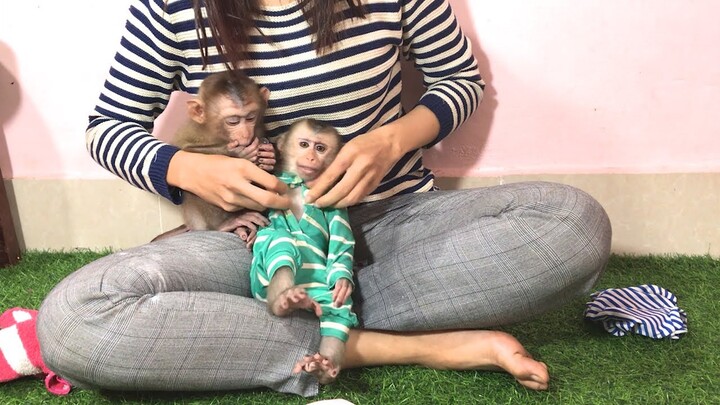 Nice and clean Mino and Coconut monkeys with mom