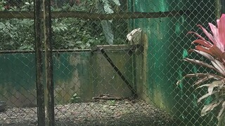 philippine eagle farm