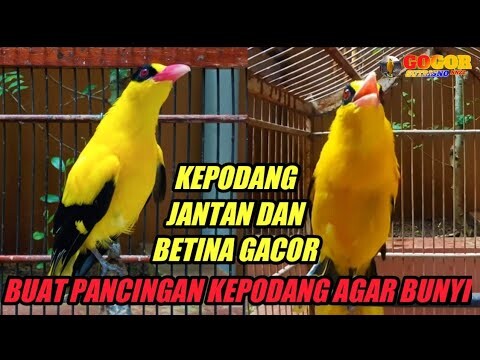 Kicau suara KEPODANG JANTAN DAN KEPODANG BETINA cocok buat pancingan kepodang agar bunyi