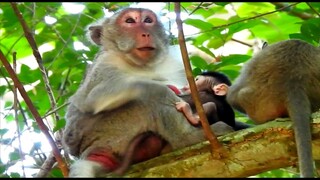 Ah Monkey Jane Keep Her Baby Jody On Tree, Baby Jody Hug Mom Feeding Milk Till Sleep Well