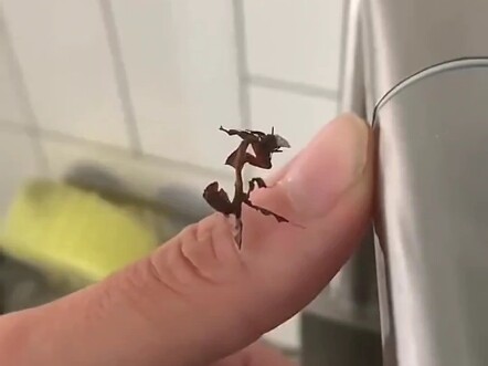 Praying mantis hunting show: a wonderful performance in nature