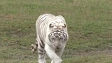 Mengapa kamu menyukai harimau putih? Apa bagusnya Macan Putih?