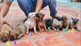 8 Con Chó Con Dễ Thương Vô Đối | Cute puppy dogs videos