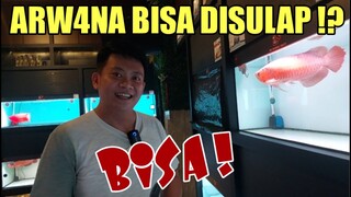 CARA MERAWAT DAN PEMBERIAN POLA PAKAN ANAKAN ARWANA SUPER RED SANGAT BERPENGARUH KE KUALITAS DEWASA