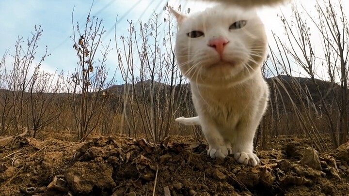 Put a camera on the cat and take you to experience the happy life of rural kittens