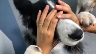 [Hewan]Border Collie Memang Pandai