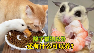 《除了猫狗以外》还有什么可以养？