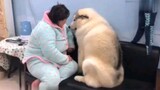 【Animal Circle】Dog: It's not my fault.