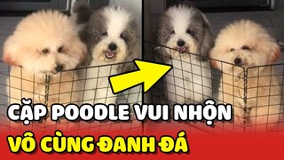 Cười xĩu với CẶP POODLE HÀI HƯỚC và vô cùng ĐANH ĐÁ trên Tiktok 😂 | Yêu Lu