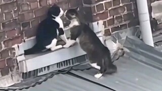 Very Cat and Kitten Videos