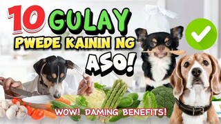 MGA GULAY NA PWEDENG KAININ NG ASO AT ANG MGA TAGLAY NITONG BENEPISYO | DOG-FRIENDLY VEGGIES