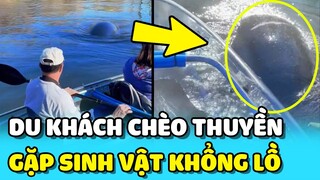 💥Du khách bắt gặp SINH VẬT KHỔNG LỒ bơi sát mình khi đang chèo thuyền | TIN GIẢI TRÍ